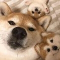 不见法英