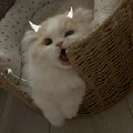 绵绵云ww