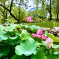 济南卫老师儿