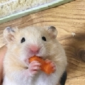 兔子璐璐