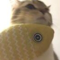 疯不觉92009