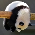 懒大忙