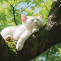 一只小小小懒猫