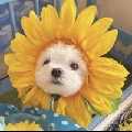 帕泥妮