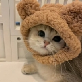 年年为