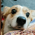 良泓