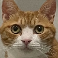 橙橙波比