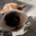 阿狸oi