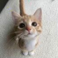 猫6802641