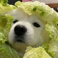 YY我丑我善良