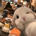 淋雨小兔