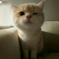 小帆iuk