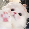 堡堡1