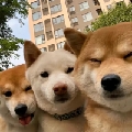 一只土克马y1
