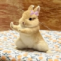 椰梨安安