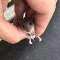 鼠鼠怕怕