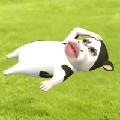 草莓乐可er