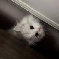 槿槿槿槿木堇
