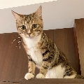 马斯特威