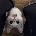 oi啾啾