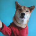 鱉鱼马马