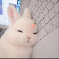 呆谜兔
