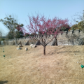 闽宁46