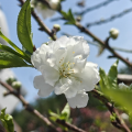 夏乐殊