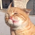 打三角洲的猫