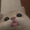 Seren悦