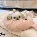 堡堡1