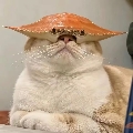 陈不嘻嘻