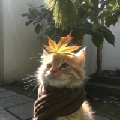 秋老爷-