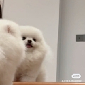 宋宥琦