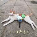 谨慎的金盏花